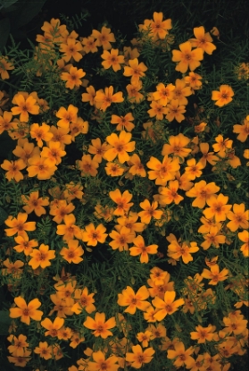 Picture of Tagetes Gem Types - Golden